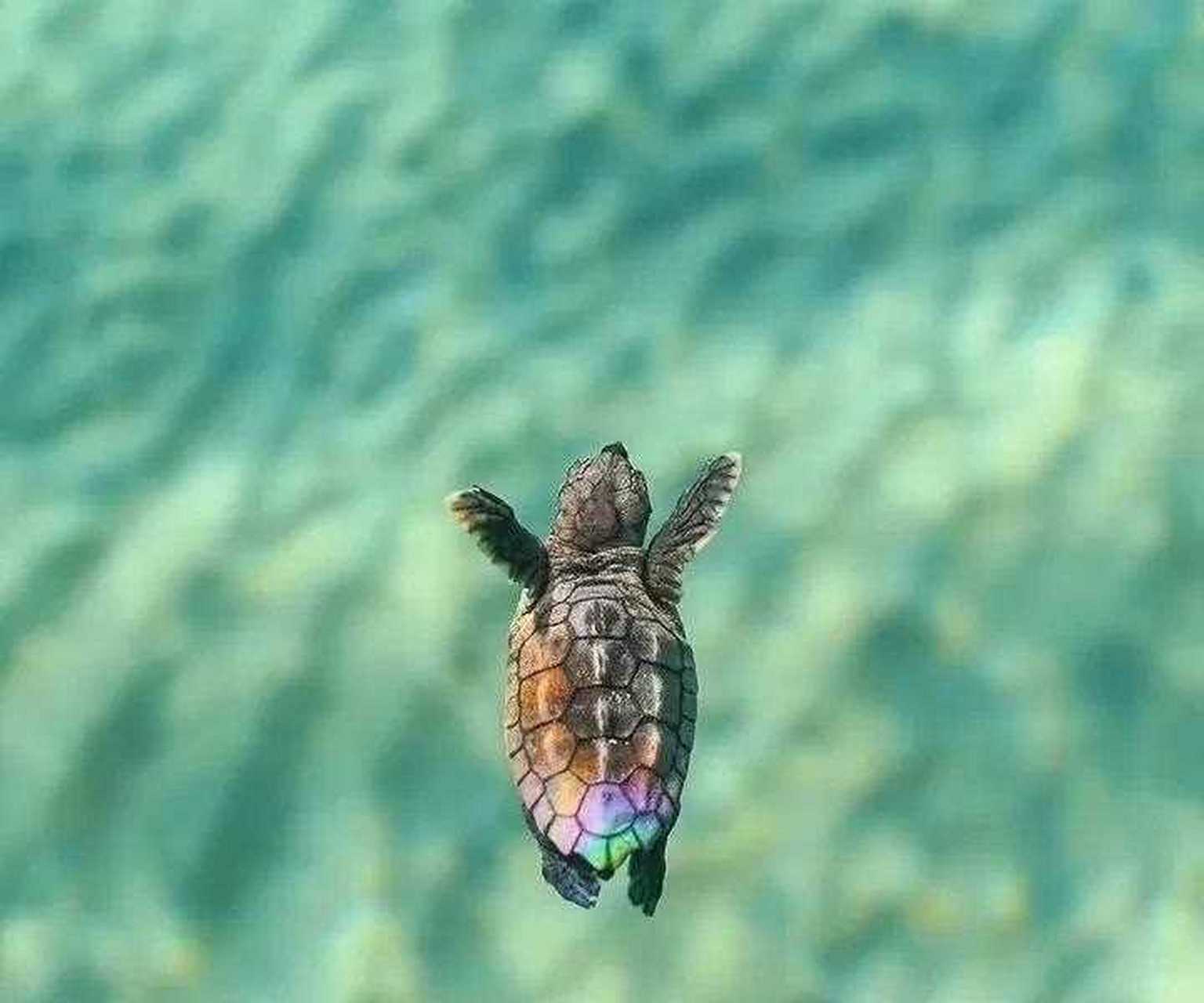 绝大多数出生在中底层老百姓家的孩子,好像这只小海龟一样,在大海中不