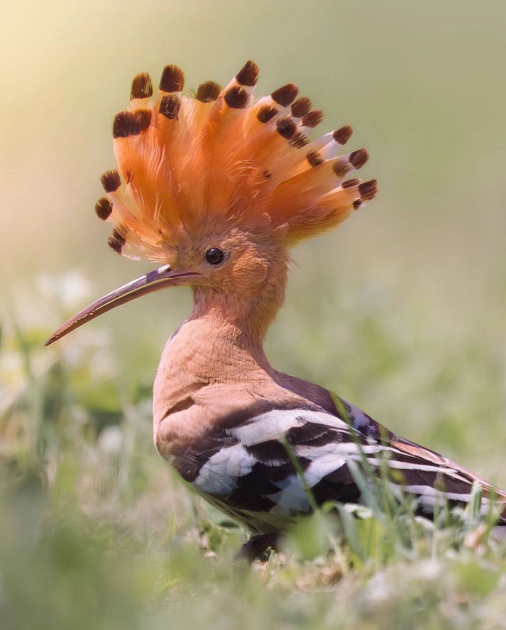 这鸟叫什么来着头上一把扇子