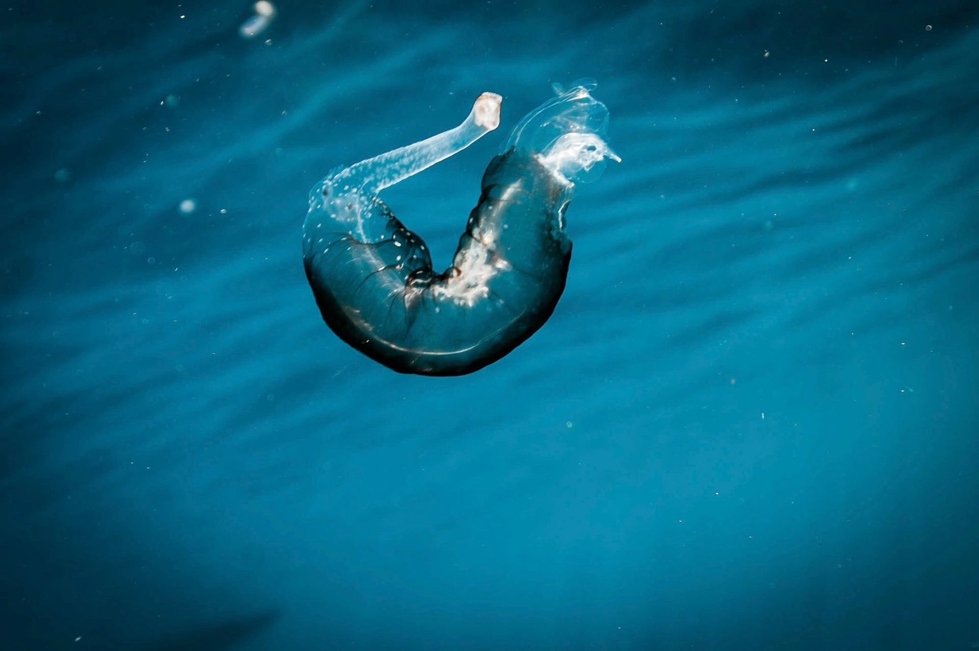 气管翼龙  01 学名:pterotrachea  01 别名:翼管螺,气管海象