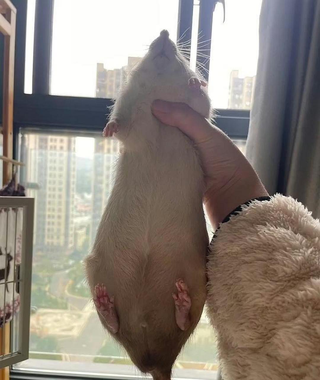 第一次看见这么胖的老鼠,我该怎么处罚它?