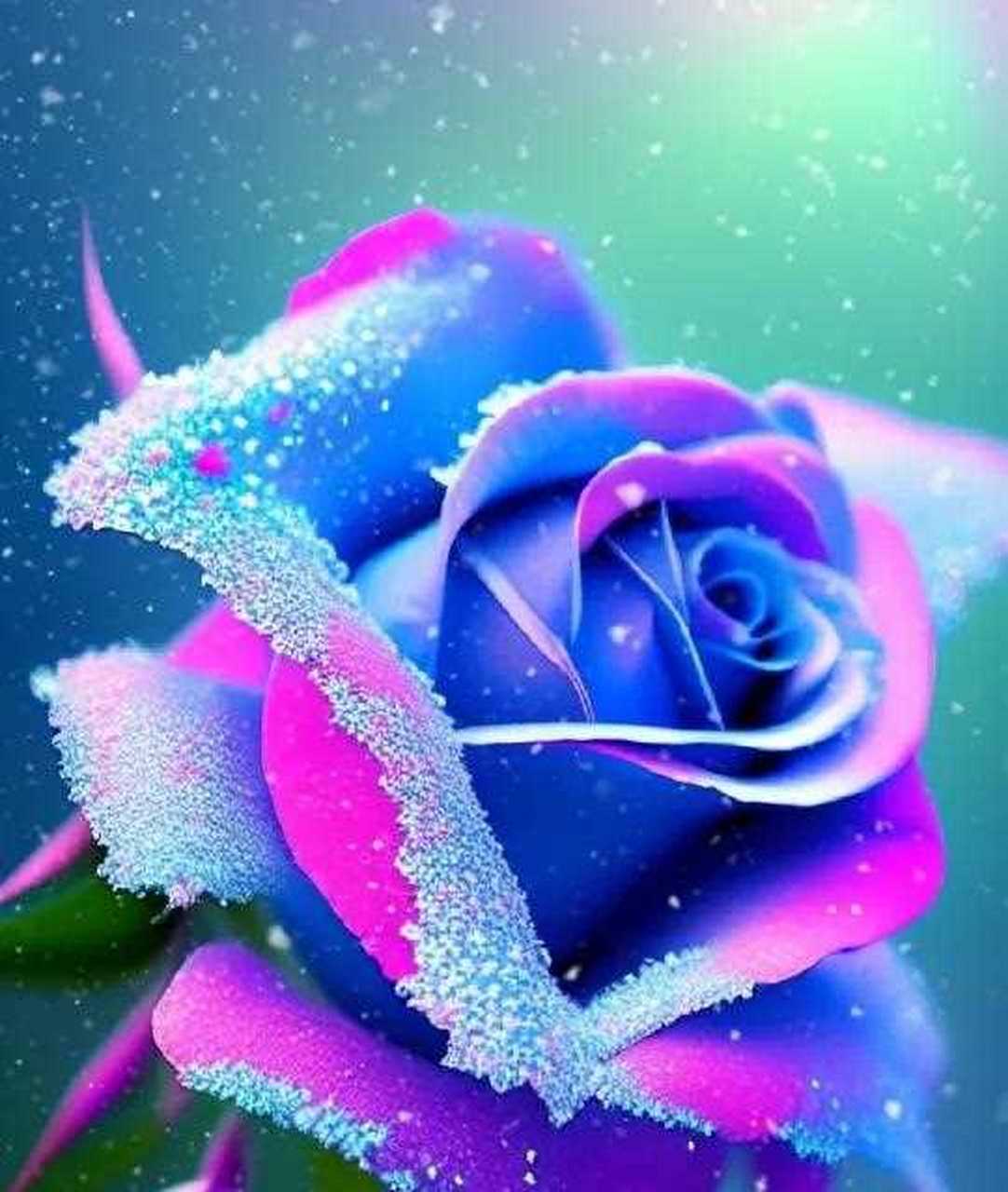 分享图片——五彩斑斓的玫瑰花优雅花姿,潇洒唯美炫彩梦幻,风情万种