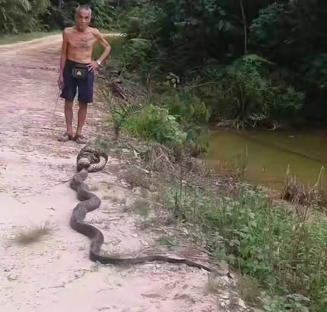 网友:眼镜王蛇大战网纹蟒,最后大爷赢了,捡回去不知道要吃几顿