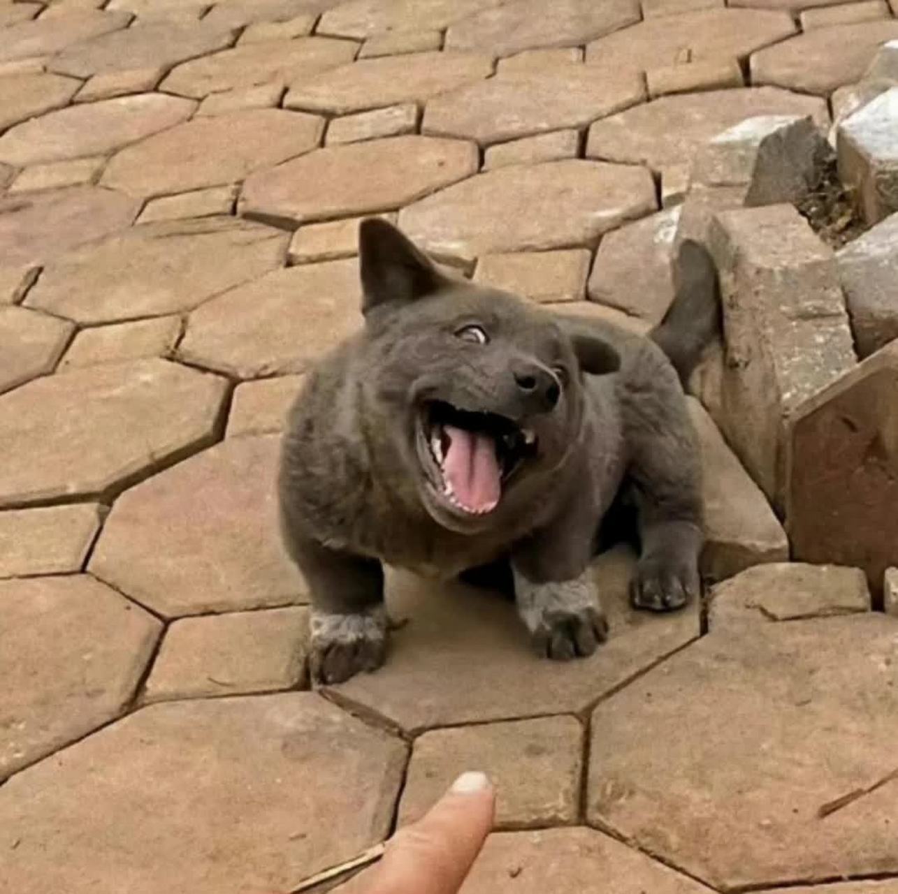 网友:我家这只傻狗,逗逗它,做成表情包[大笑]