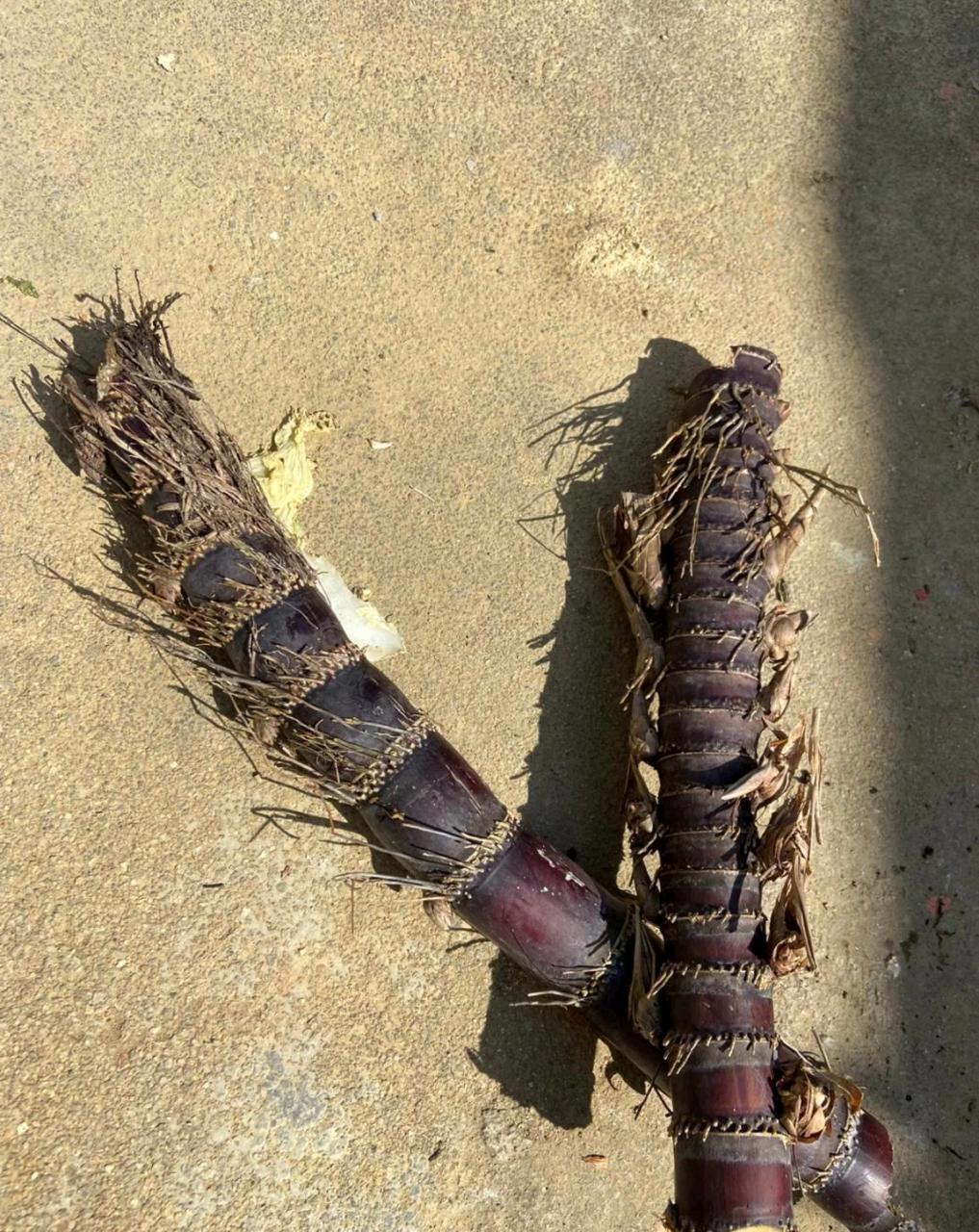 这是雷虫,还是长得有点像甘蔗.[尬笑]