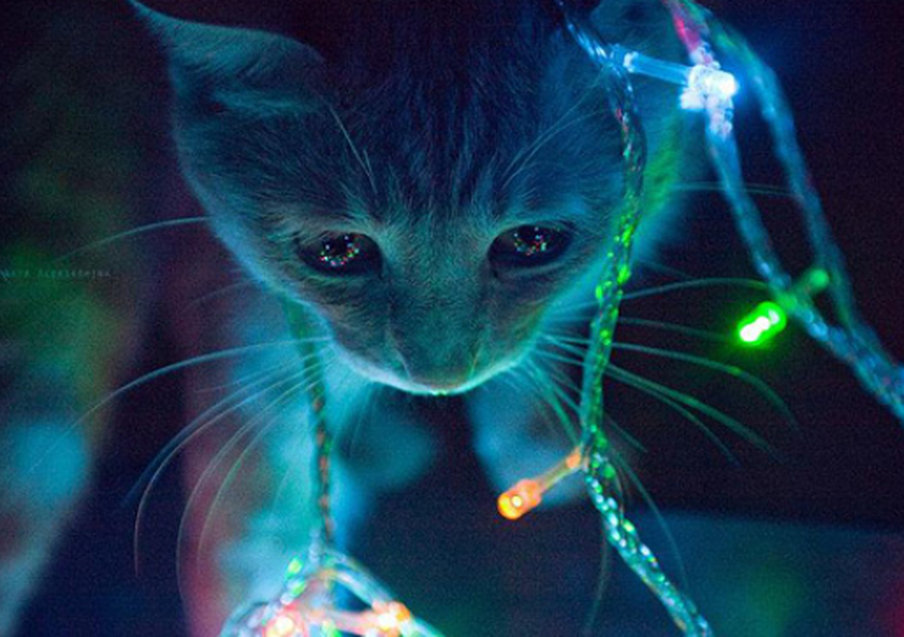 霓虹灯下的唯美猫咪