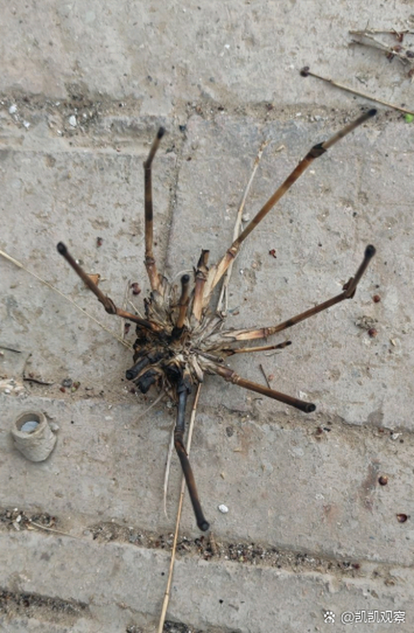 偶遇一巴掌大蜘蛛,是什么新品种吗[开心]