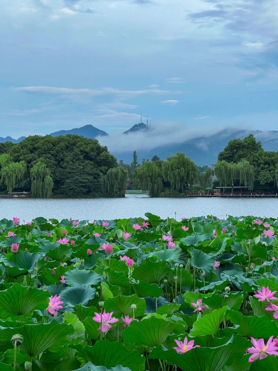 清晨西湖边,美丽city walk体验  西湖的清晨,无论是晴天还是雨后,都美