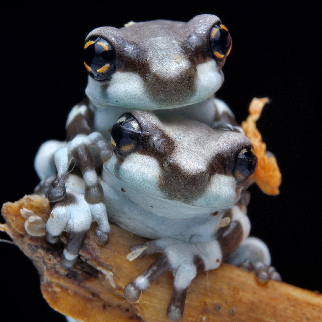 神奇生物图鉴|奶蛙 生物名:牛奶树蛙,蓝奶蛙 外文名:trachycephalus