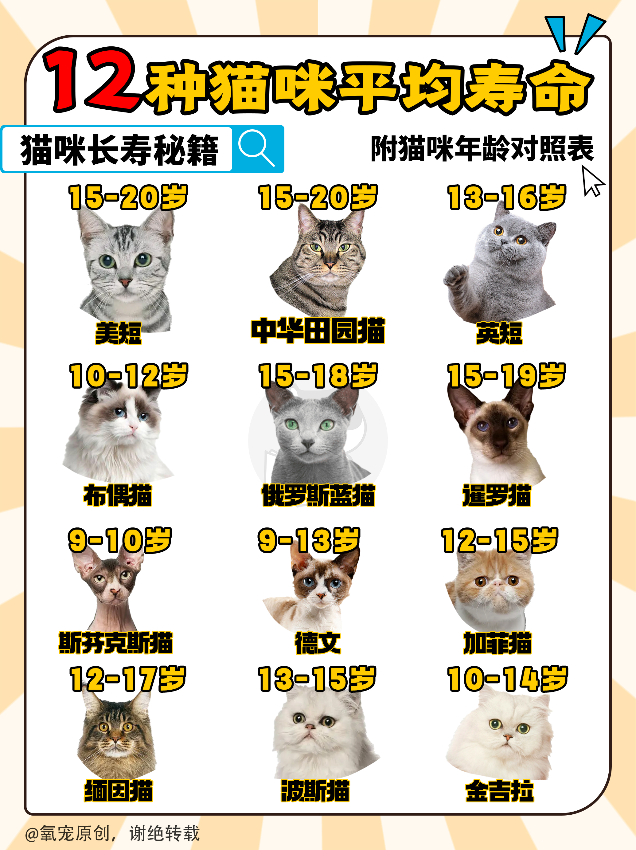12种猫咪的平均寿命|猫咪长寿秘诀