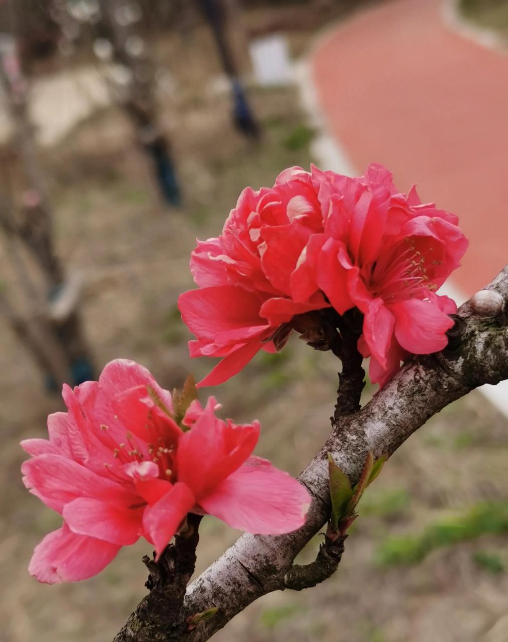 桃花重瓣与单瓣图片