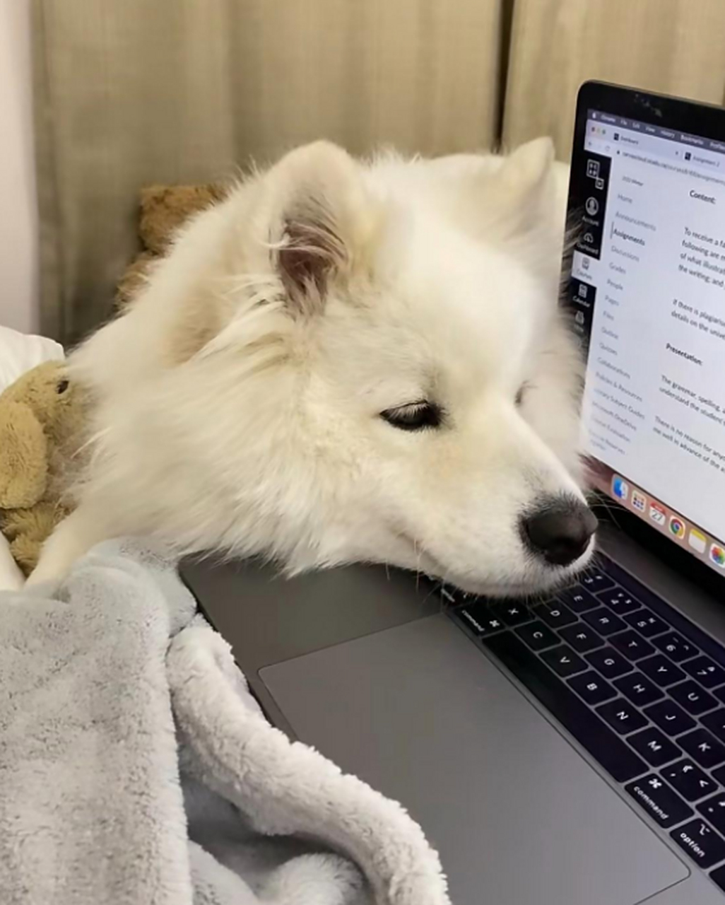 狗子:妈,别看电脑了快来陪我玩!