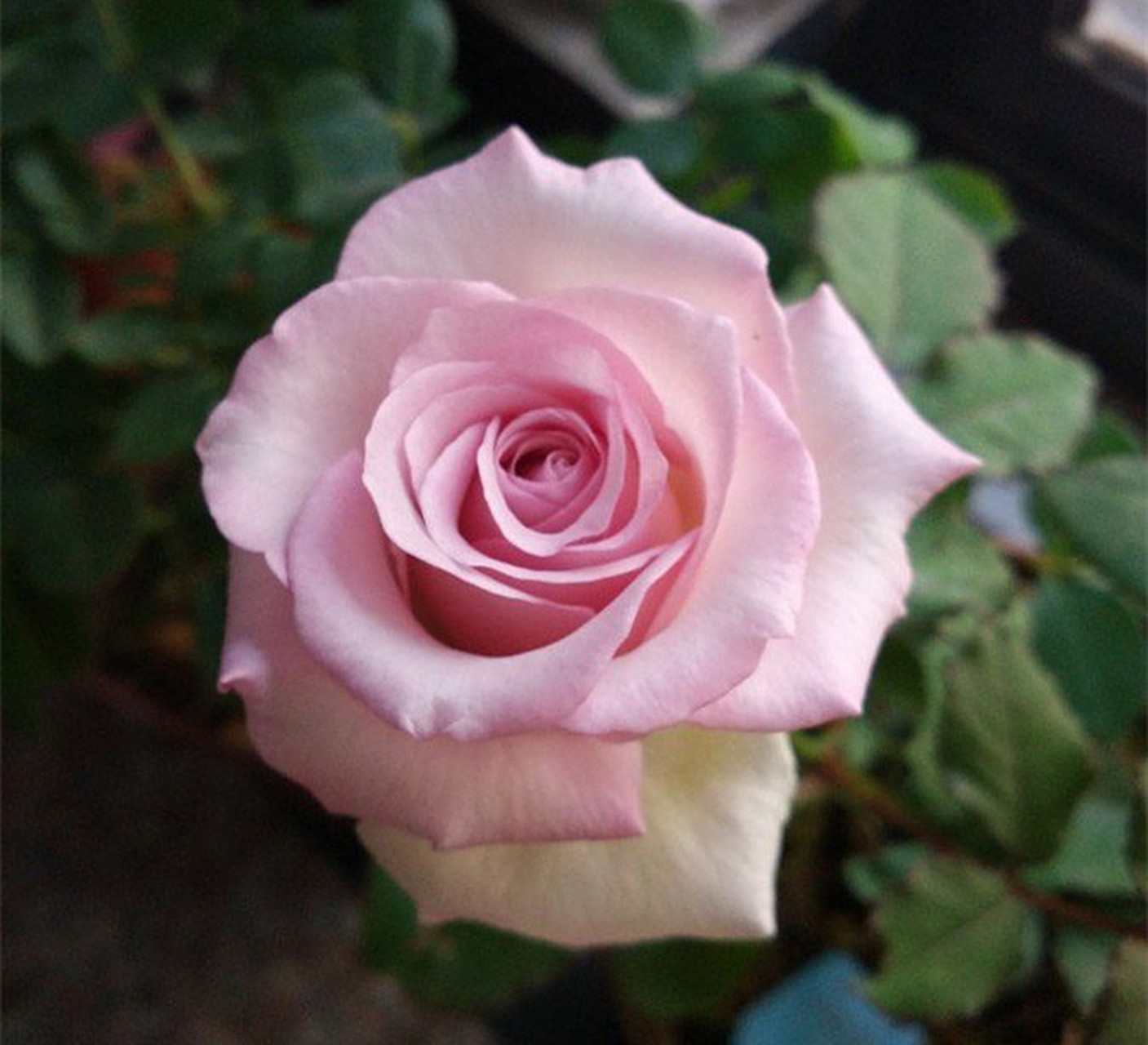 养花# #月季#  深海狂想曲,荷兰品种,花很大,直径10厘米以上,叶子也