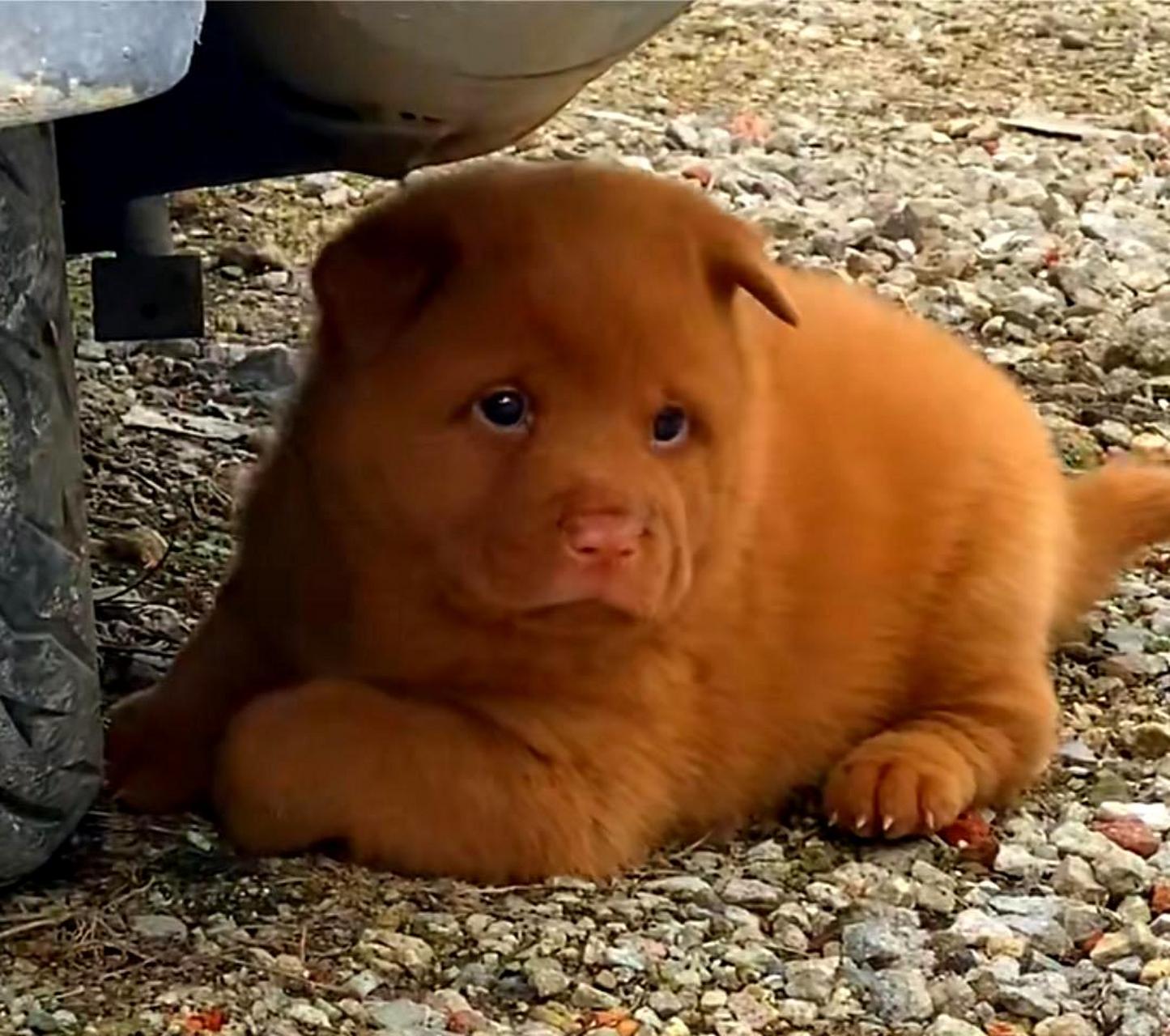 这只狗傻傻的,但很可爱.