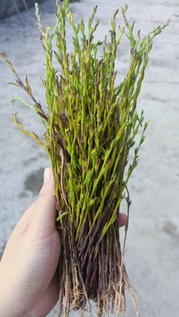 这个在你们那方言叫什么呢? 我先来:金锁匙