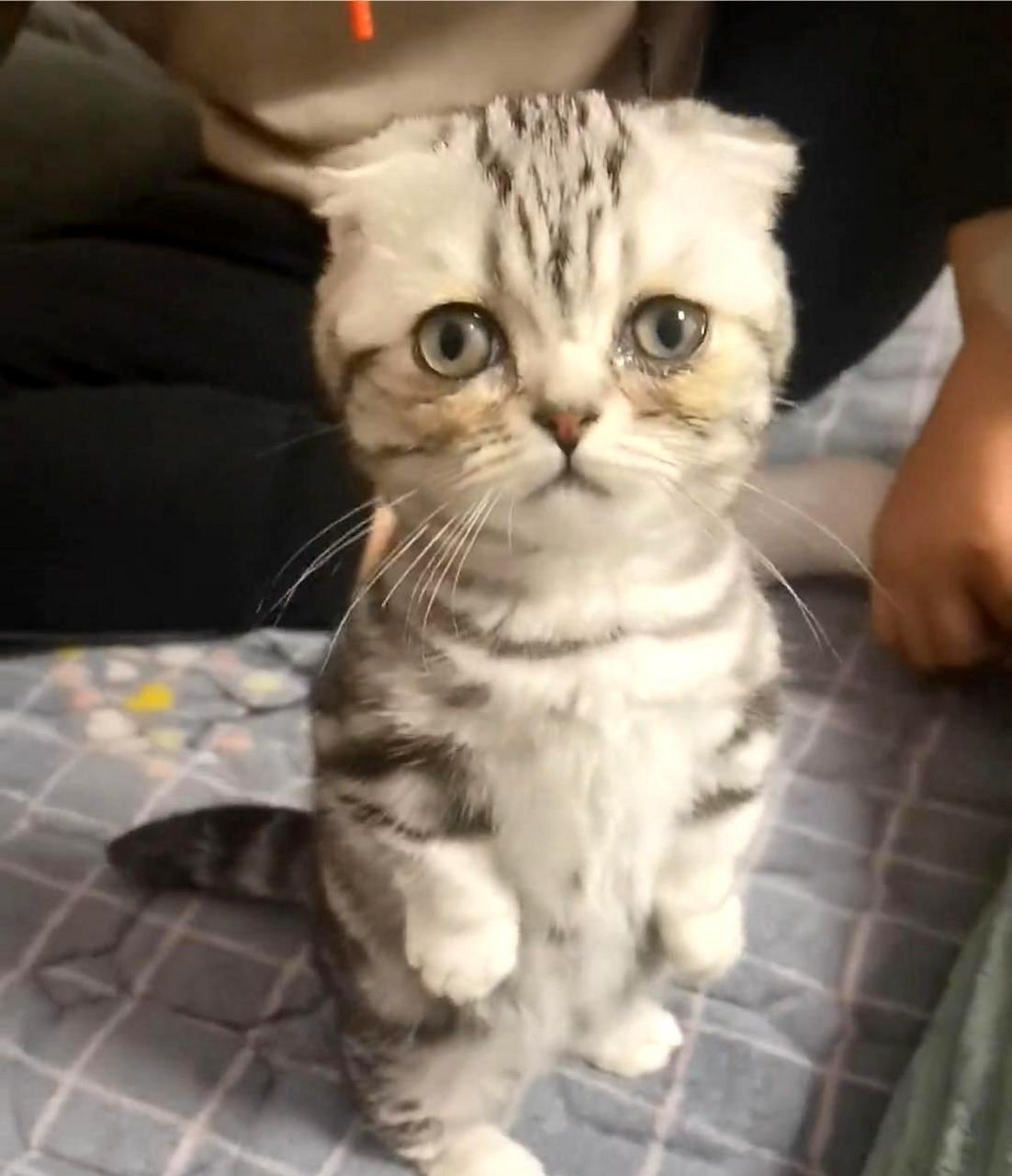 这只小猫眼睛里泪汪汪的,真是太可爱了!