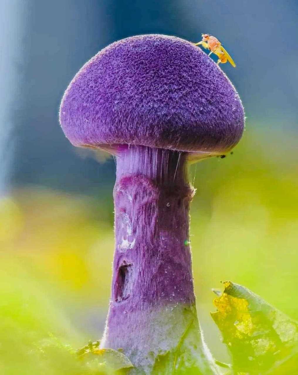 这个紫色有点美,一枚紫色的蘑菇[再见]
