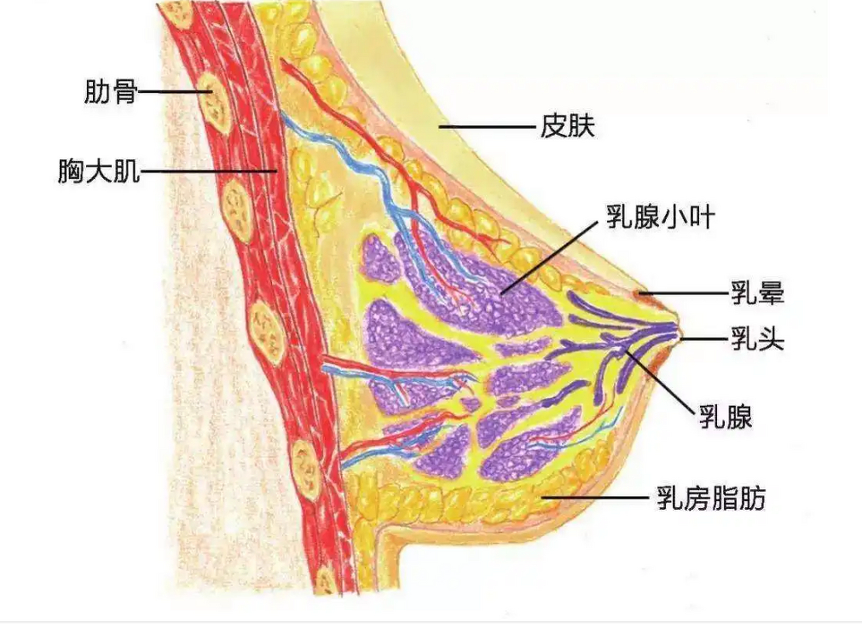 乳房外部结构图片