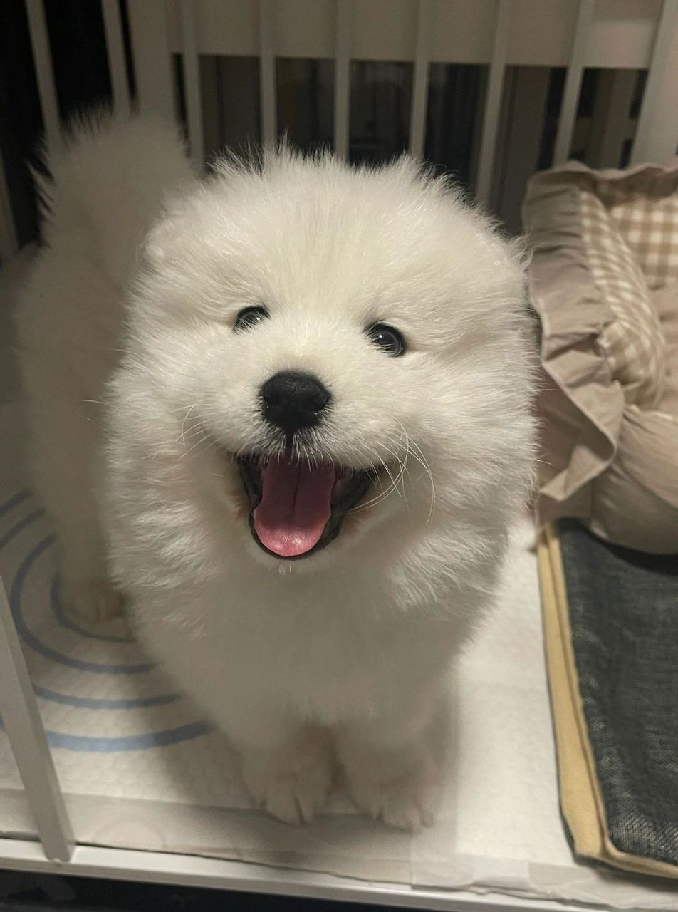 重庆萨摩耶出窝啦 超级无敌可爱  如何挑选萨摩耶幼犬?