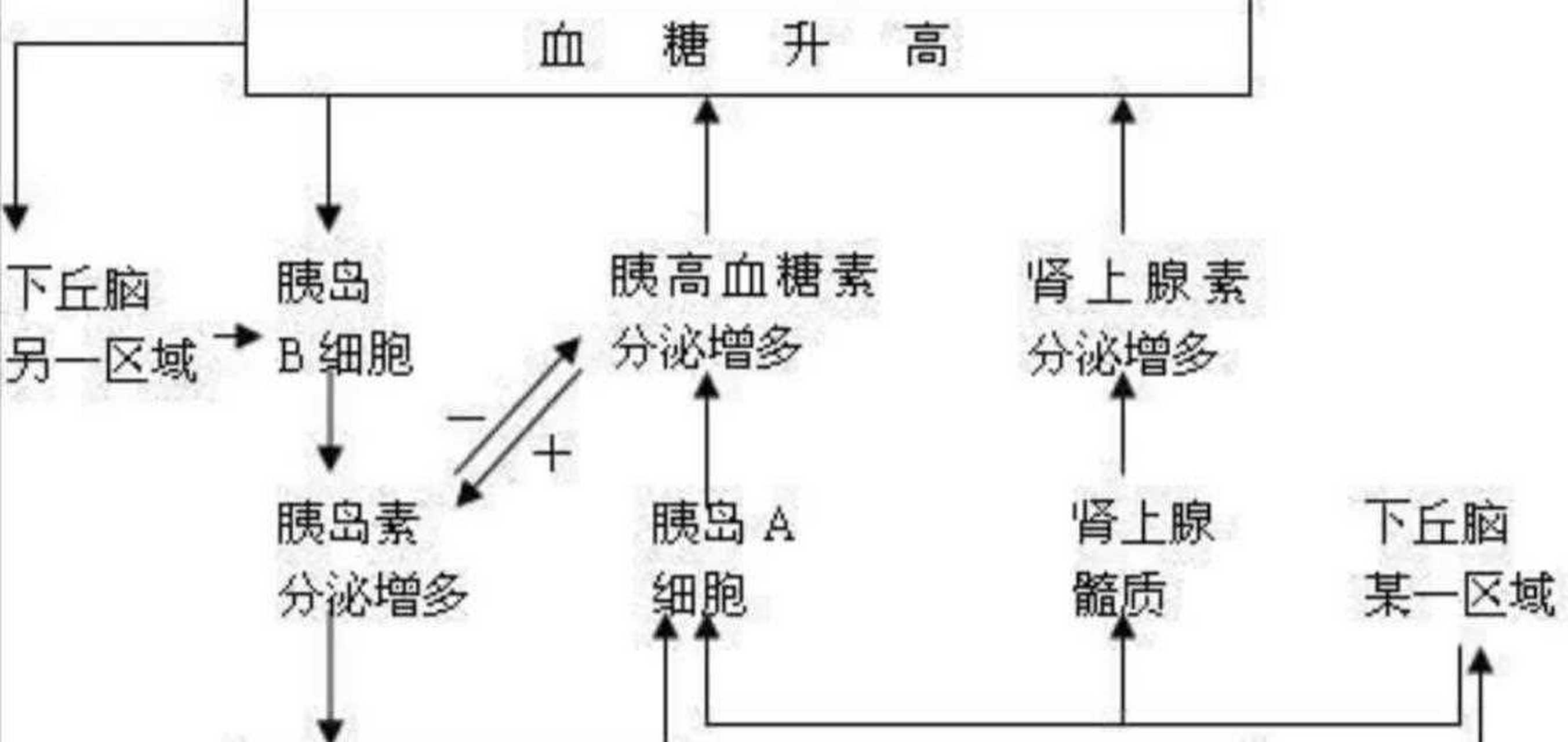 血糖平衡的调节是生命活动调节的一部分,是保持内环境稳态的重要