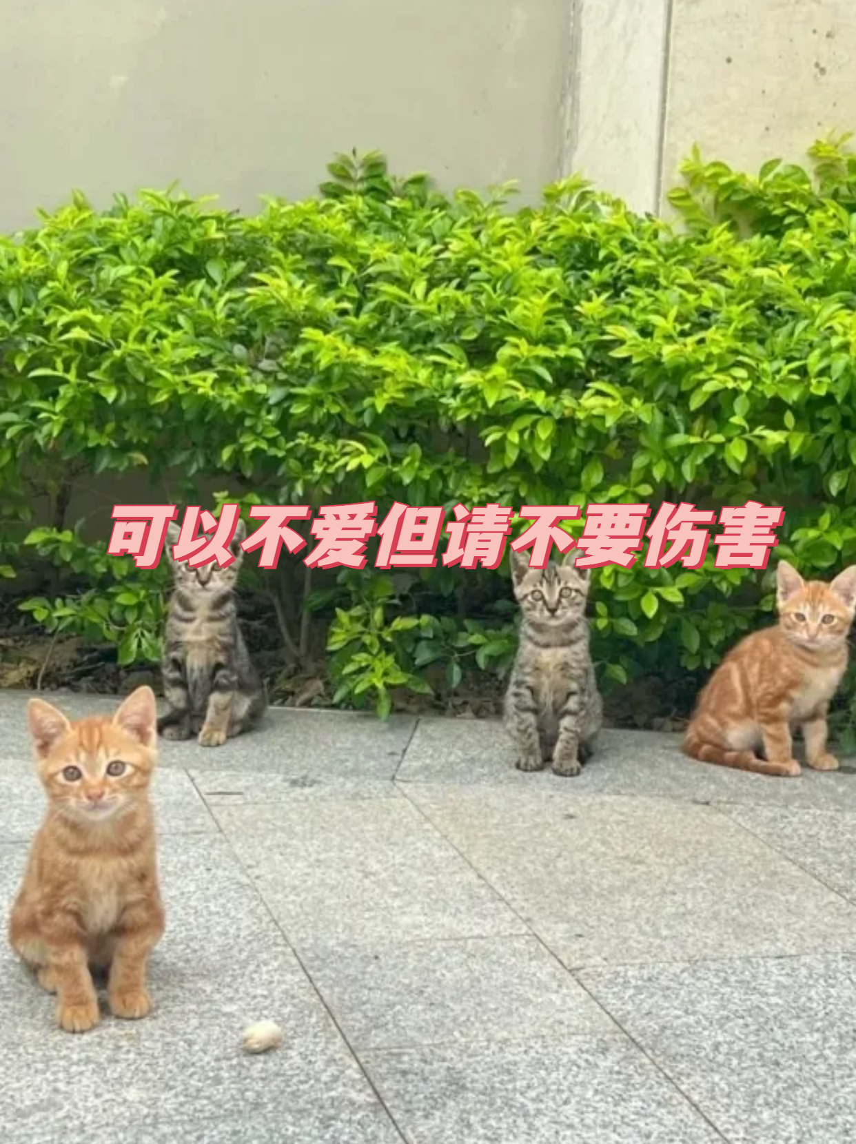 这些猫咪没有固定的住所,没有固定的食物来源,每天都在街头流浪,依靠