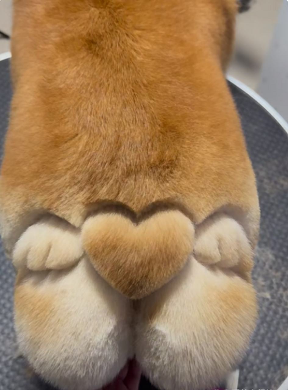 柯基的屁屁长了爱心翅膀啦!