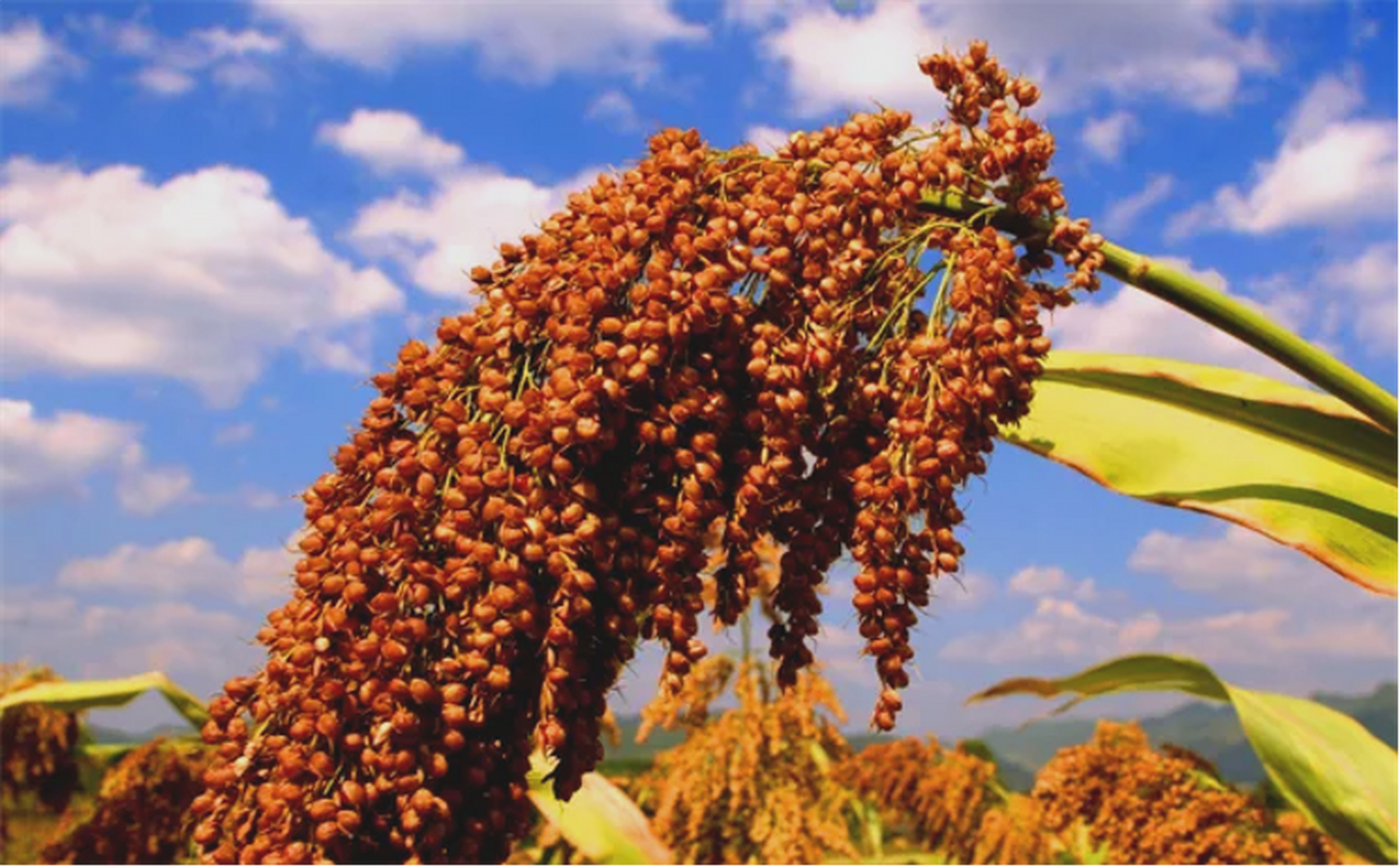 红高粱# #原料# #品质祥康#  1.