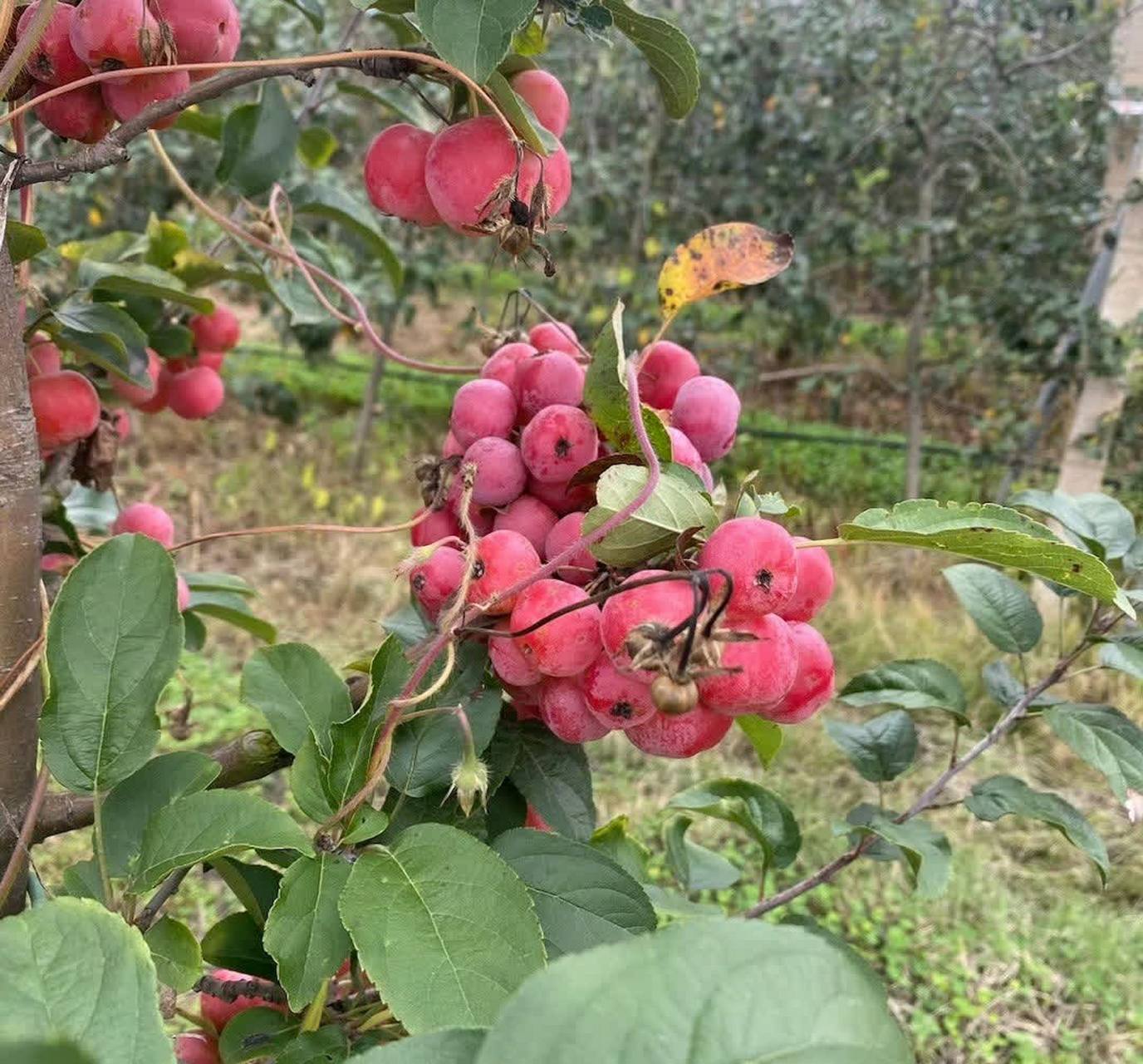 山楂木硬木图片图片