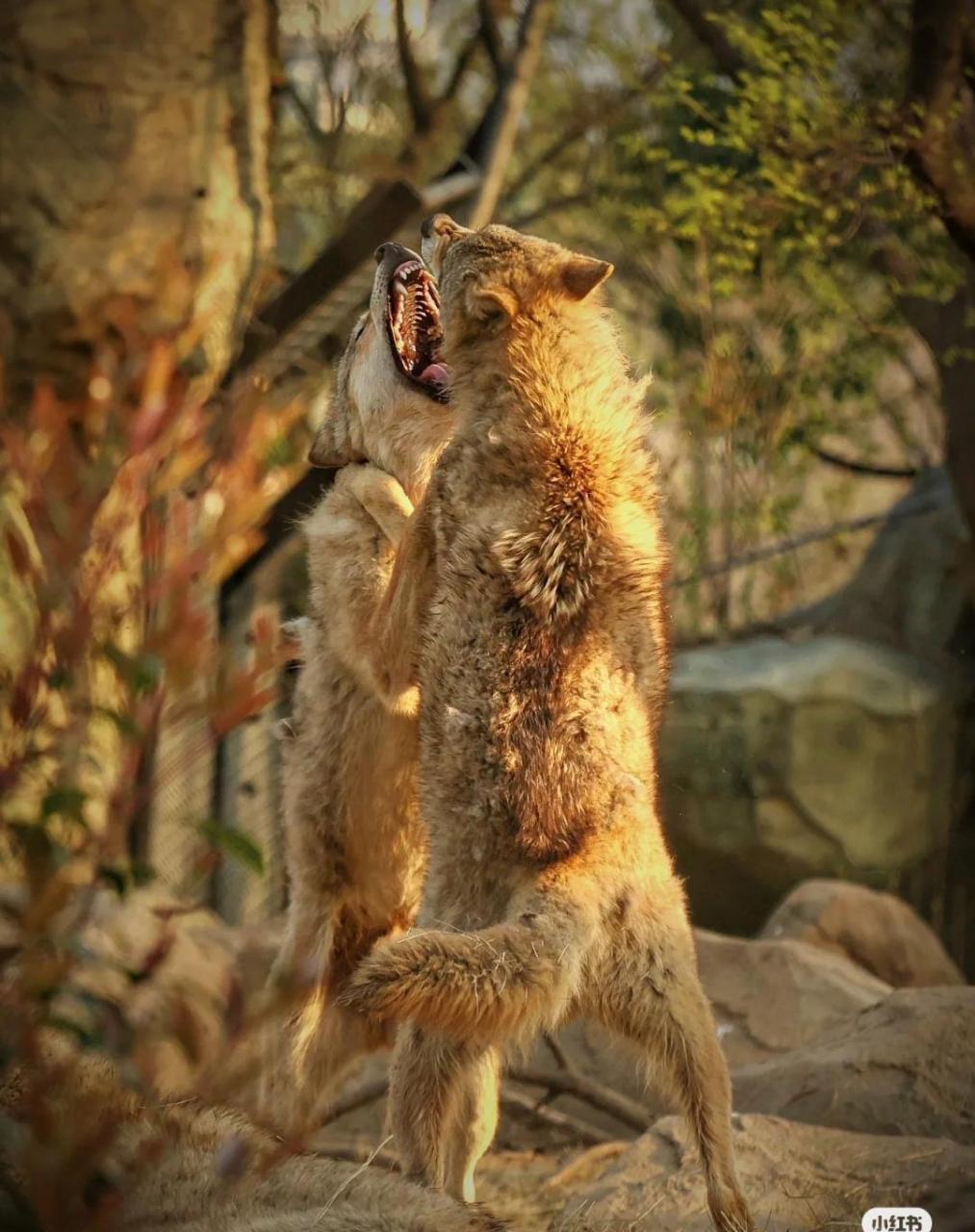 动物世界,两只恶狼在厮杀