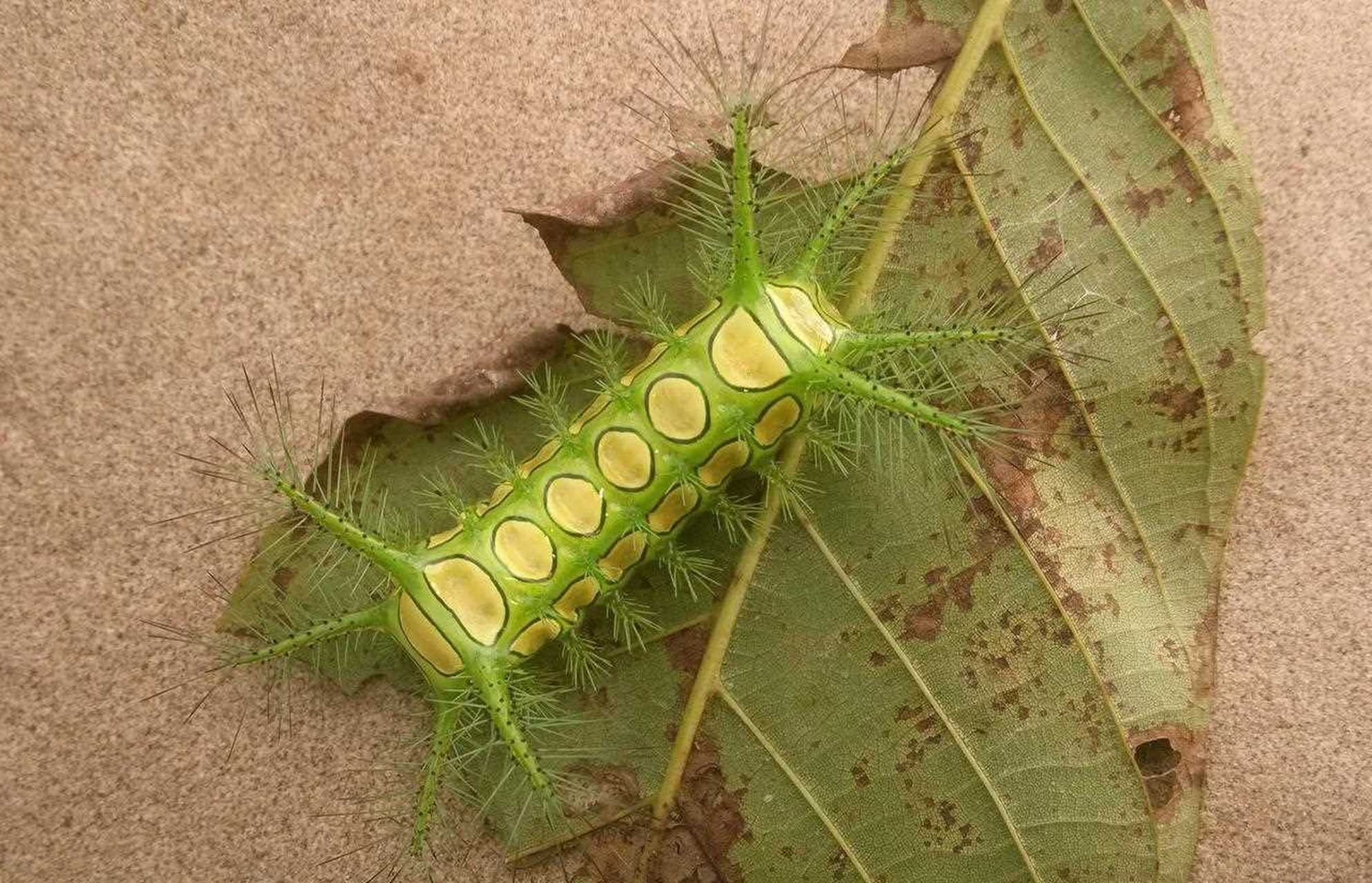 此神兽真名八角丁,四川外号霍辣子,挨一下保证让你尖叫,现在这个季节