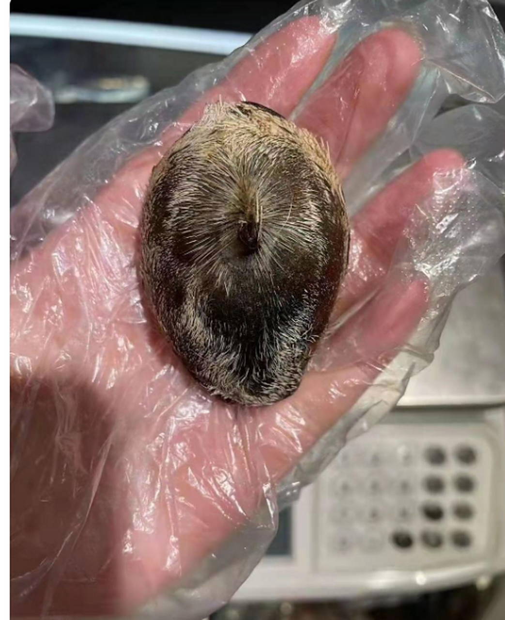 麝香长这样子?啥做的啊