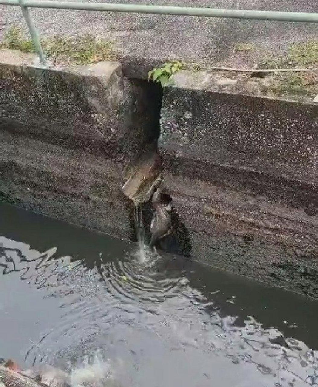 这个甲鱼是怎么爬上去的