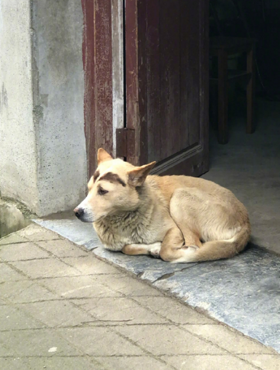 给狗狗画了眉毛之后,感觉它一整天都是自闭的