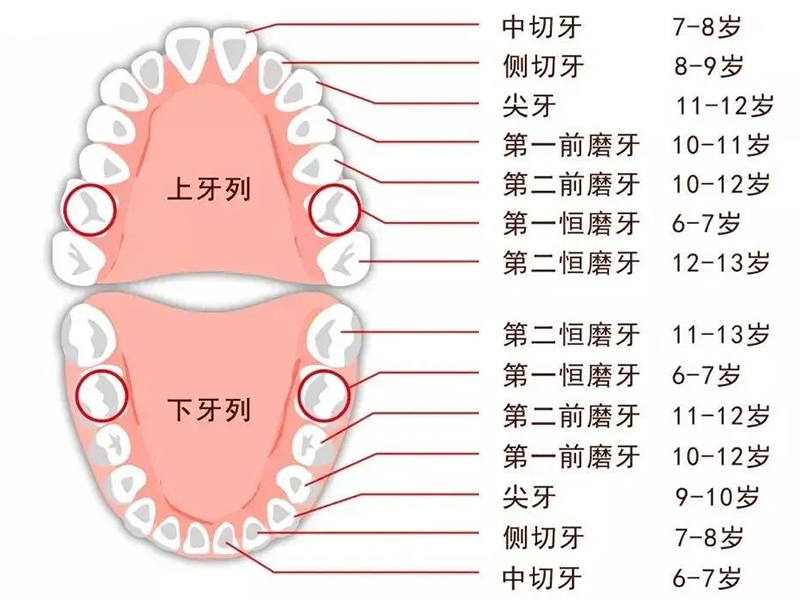 牙齿的名称位置 带图图片