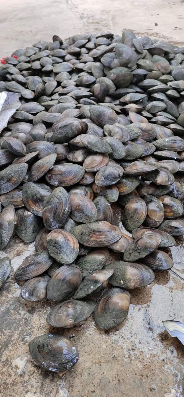 河里的这个大蛤好吃吗?[滑稽]