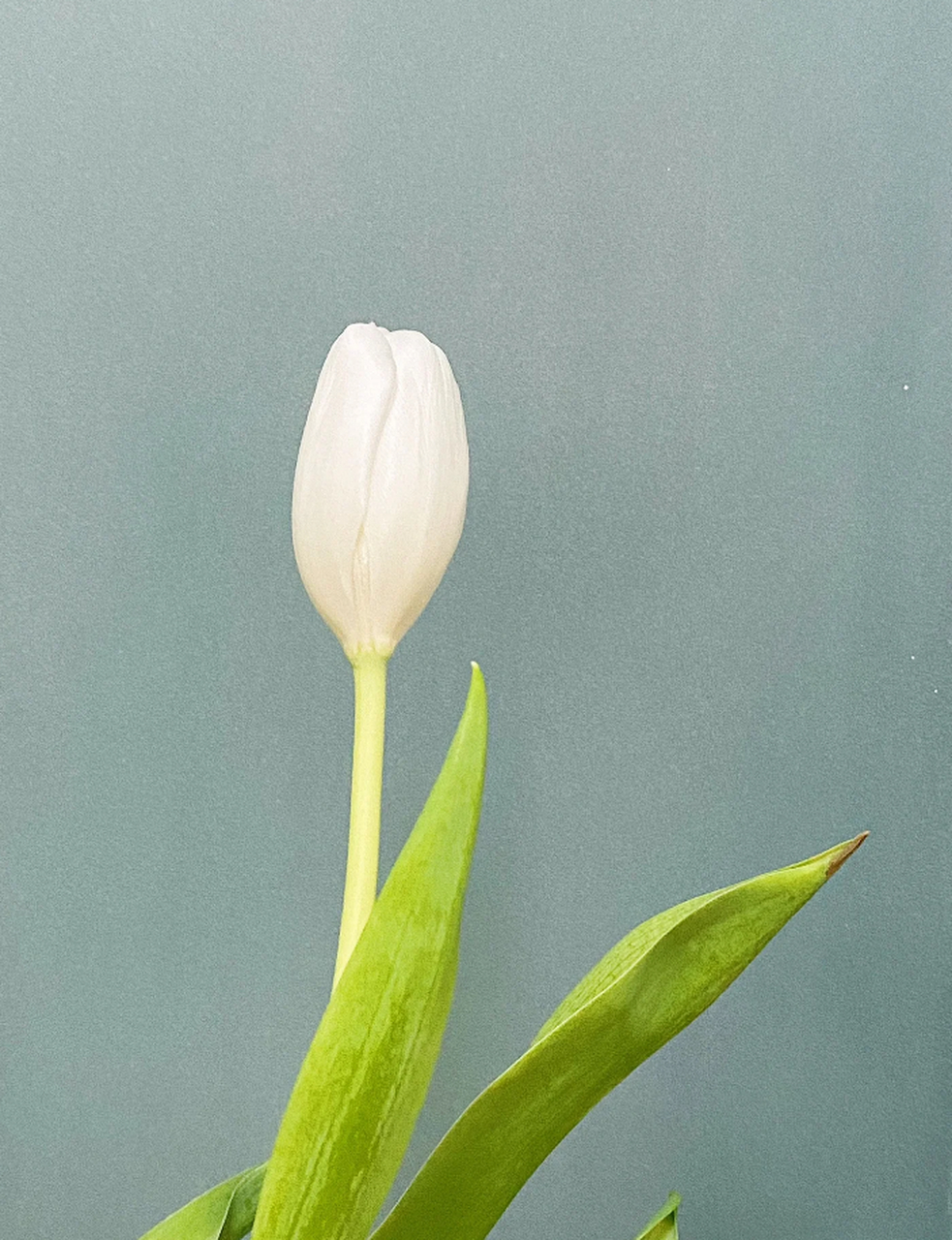 郁金香花蕊要剪掉么图片