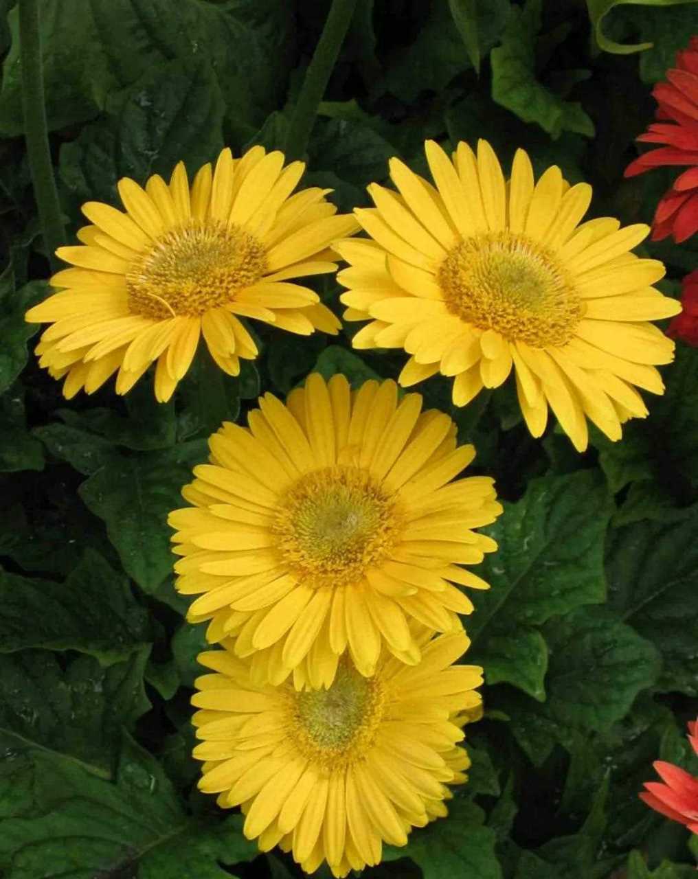 非洲菊花期很长,花色很是鲜艳,而且养殖起来很简单.