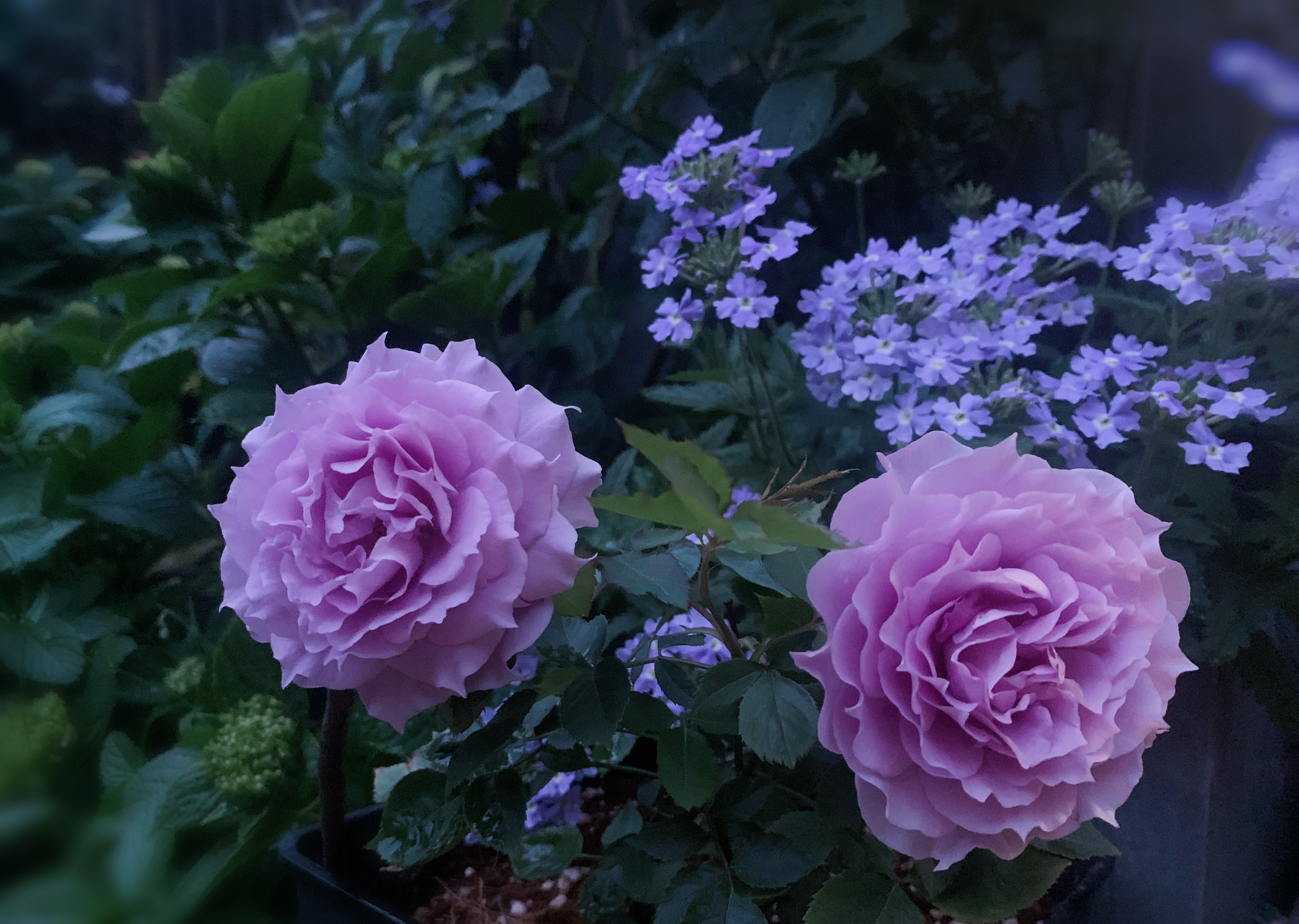 抓住春天的尾巴——给大家推荐一款很适合阳台养的小型月季花"照夜清"