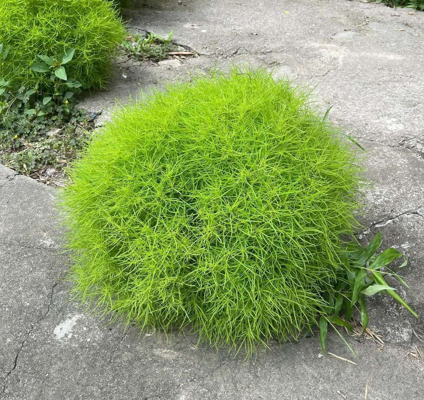 止血毛茸茸的植物图片