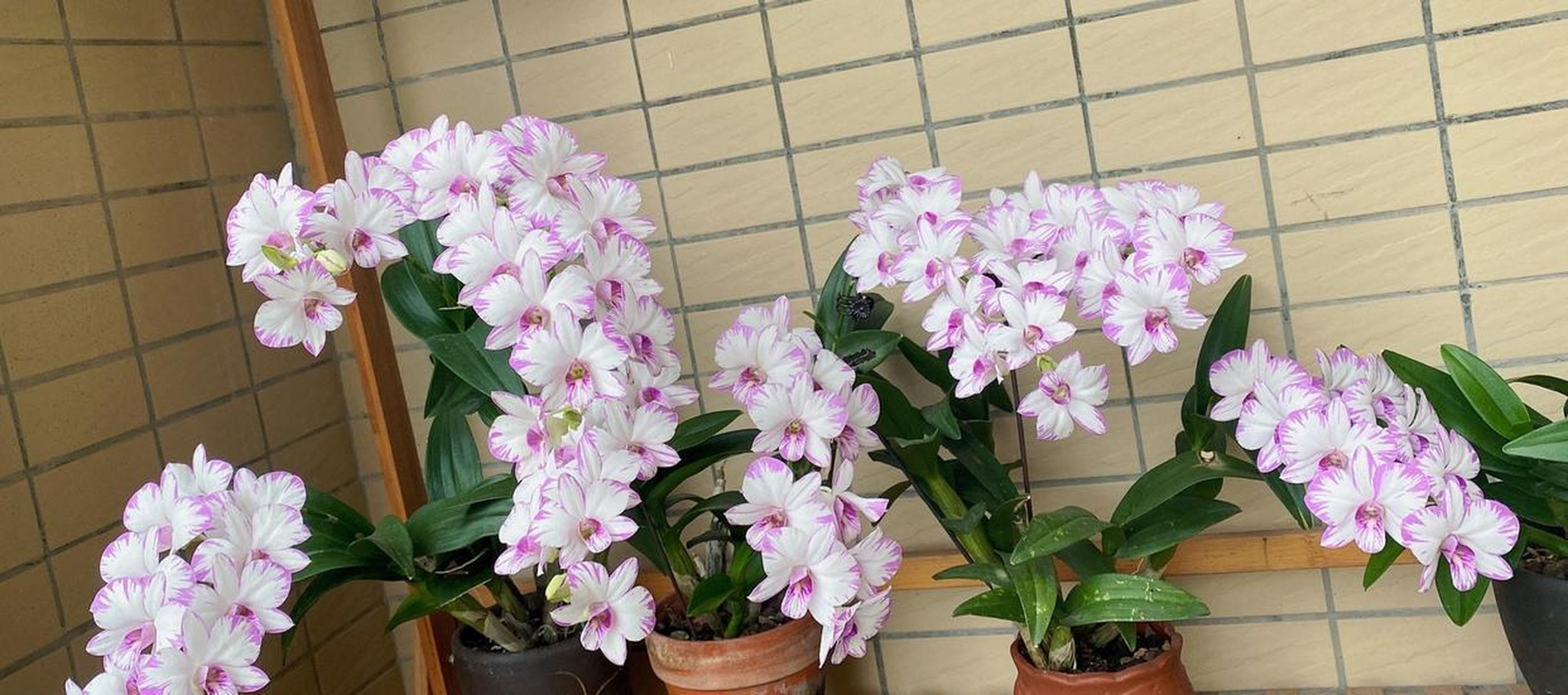 养花,建议你养这个——秋石斛家族的"泼墨石斛",专为观赏而生的园艺