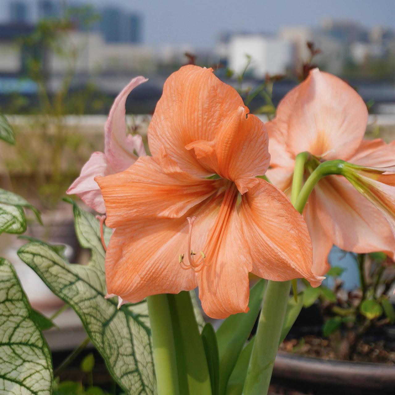 朱顶红——雷诺娜,橘色调好好看!