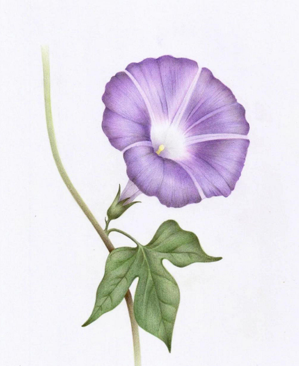 精美彩铅花朵画#插画