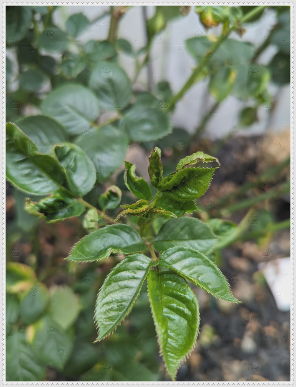 在澳洲针对月季蓟马处理方法的research  残害月季的主要是西花蓟马