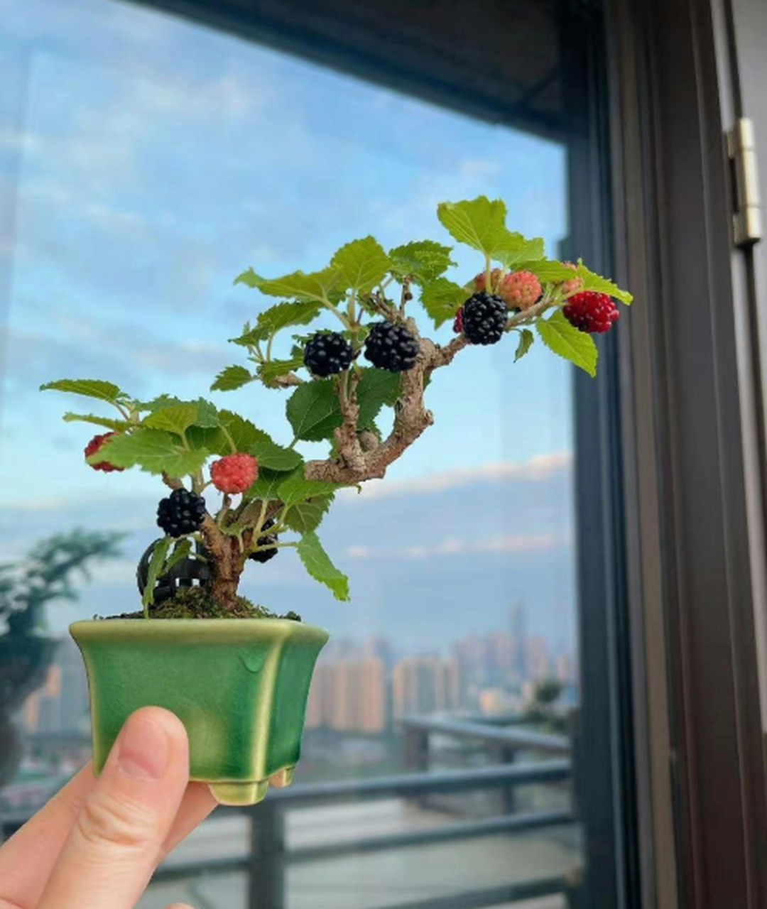 桑树,形似迎客松.