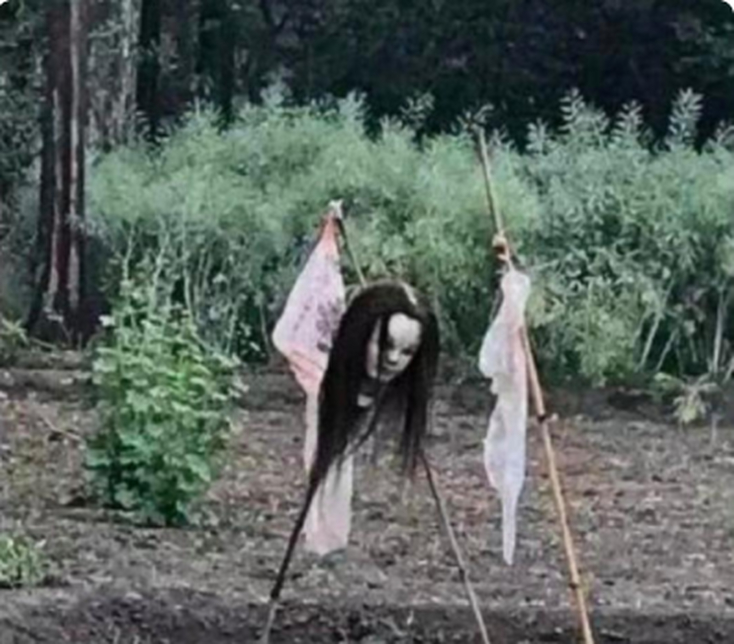 这个稻草人不是吓鸟的,应该是吓人的!