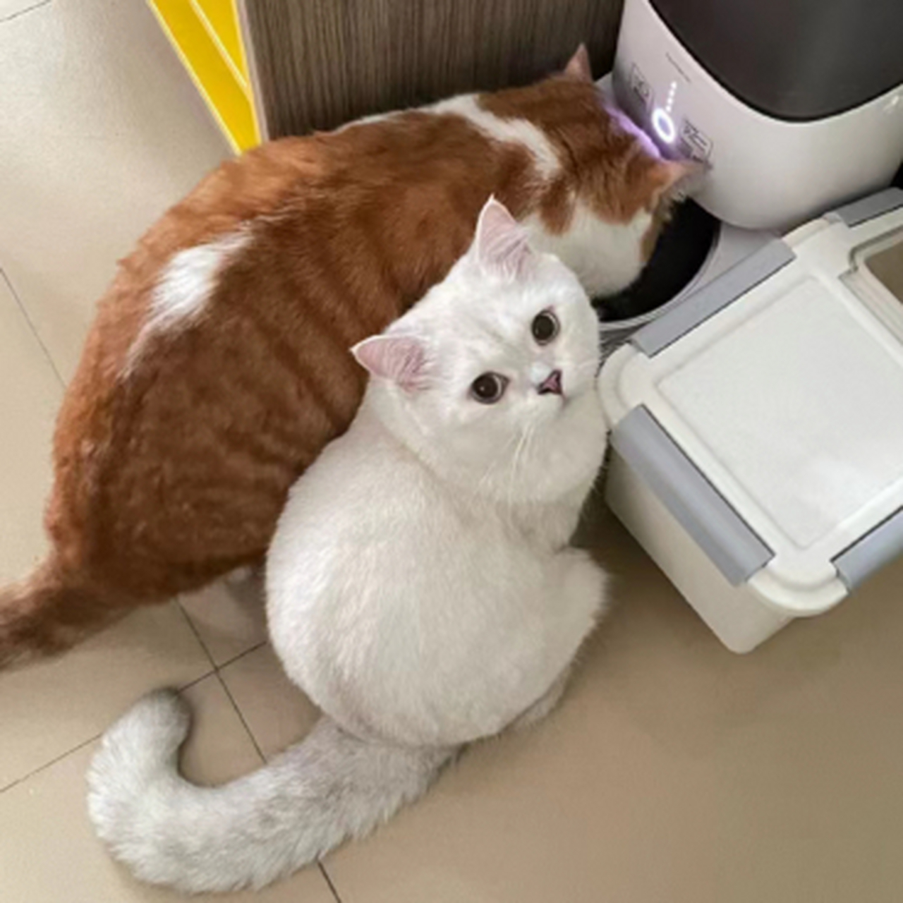 另一只小猫咪投来求助的眼神:妈妈,你看看它啊,他这么长的,我根本抢