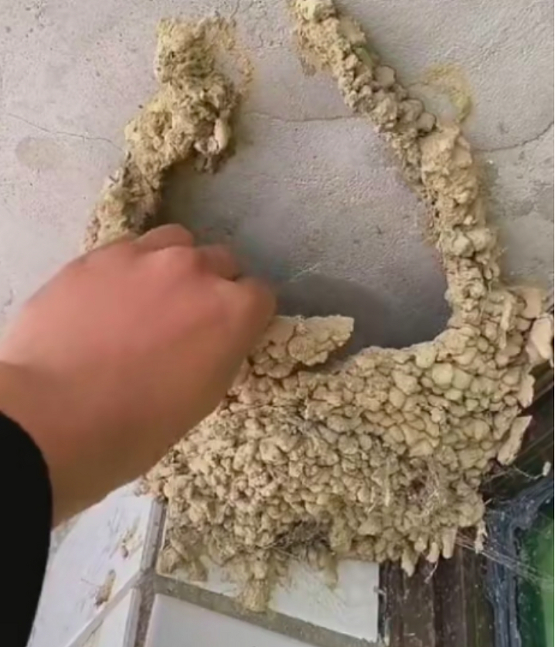 纯土似燕窝,真敢吃[笑哭]