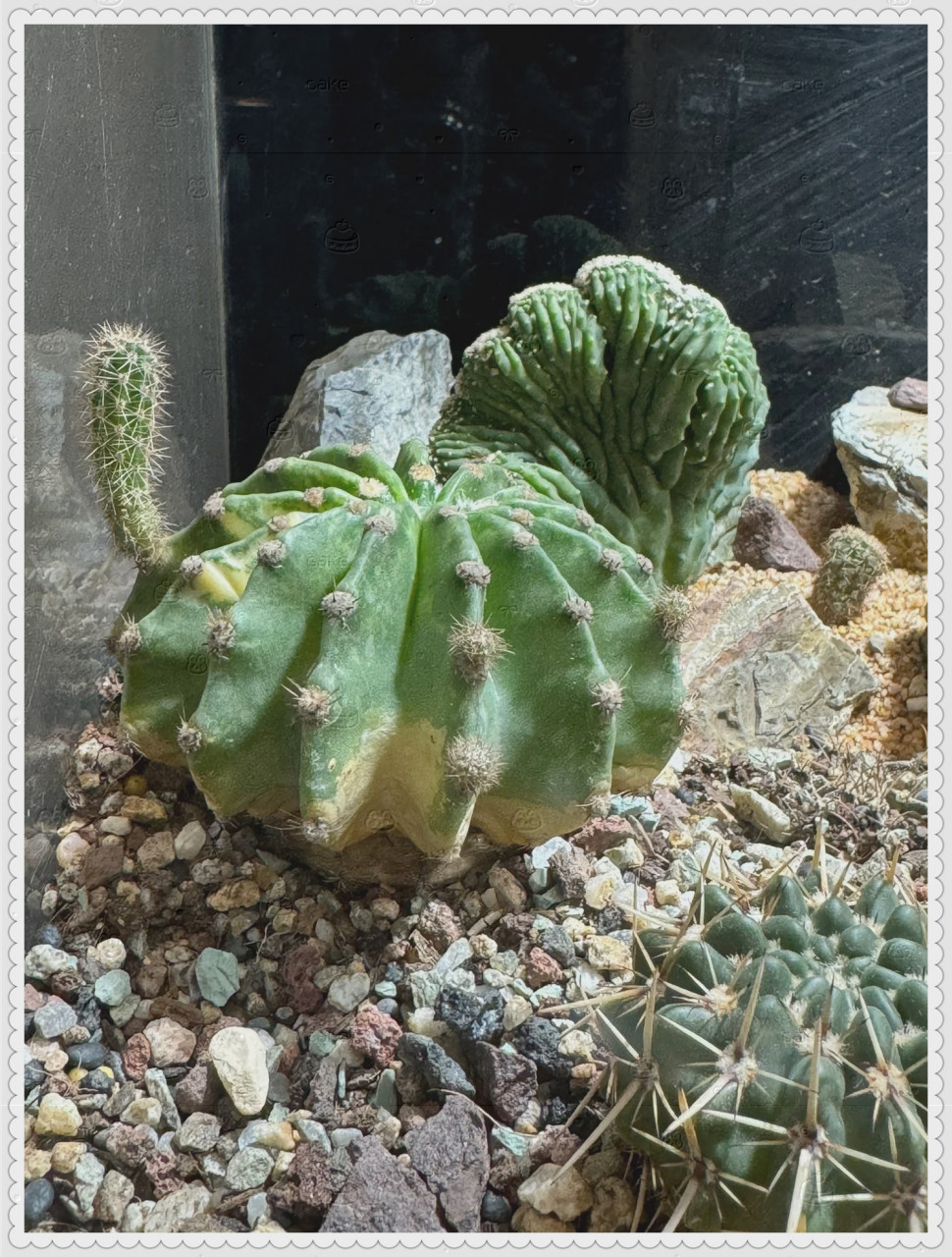 一个不需要费心的沙漠缸  将沙漠的壮丽景色和生命的顽强精神完美融合