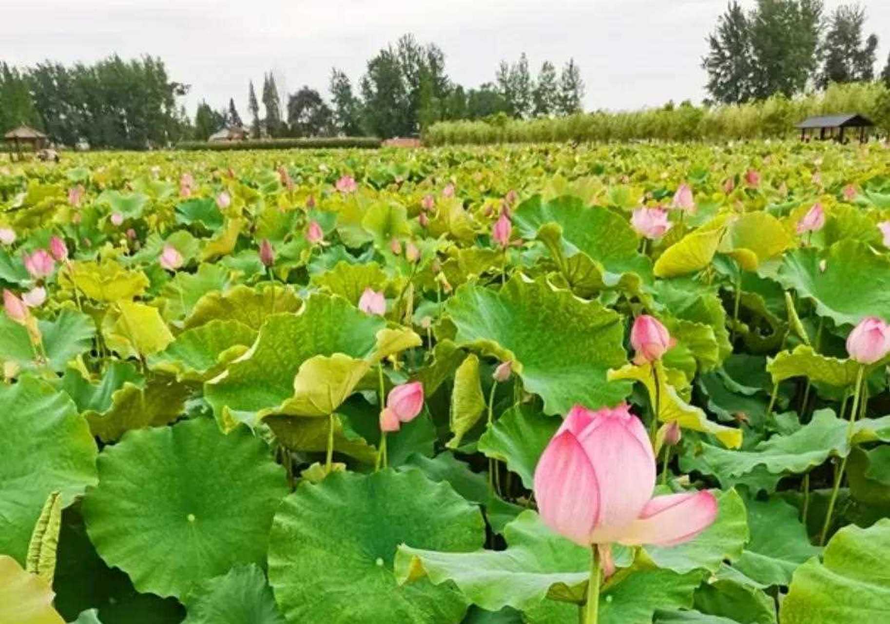 城固县这里的千亩荷花陆续绽放,快来赏花!