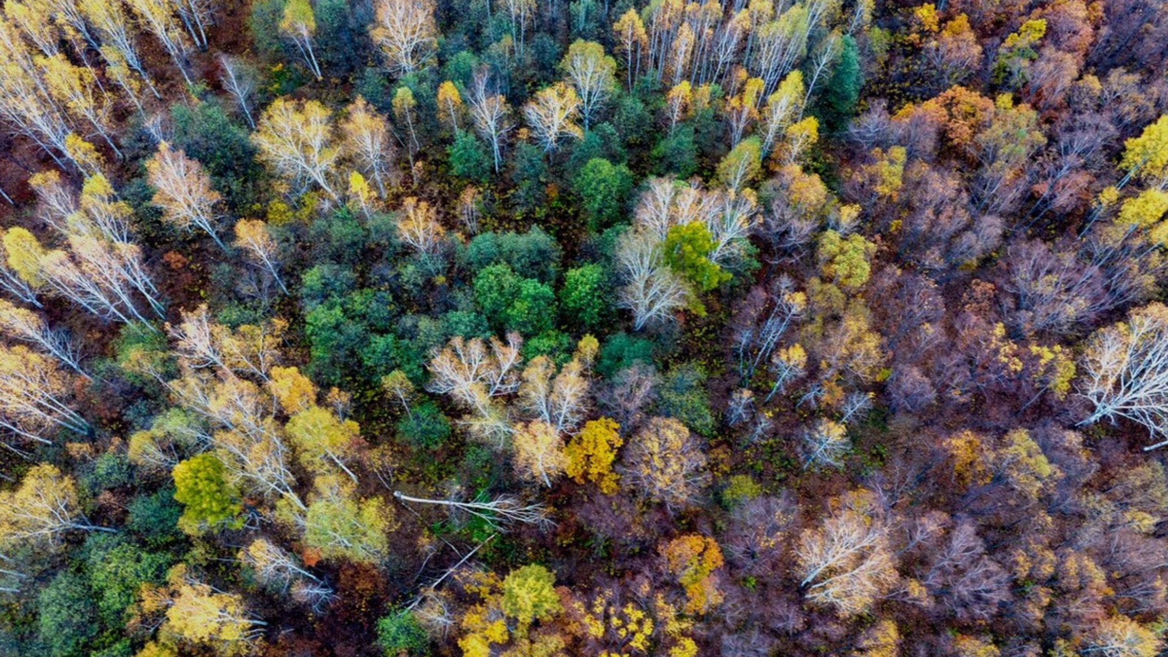 进入深秋时节,黑龙江逊克县五花山层林尽染,五彩斑斓,仿佛打翻了七色