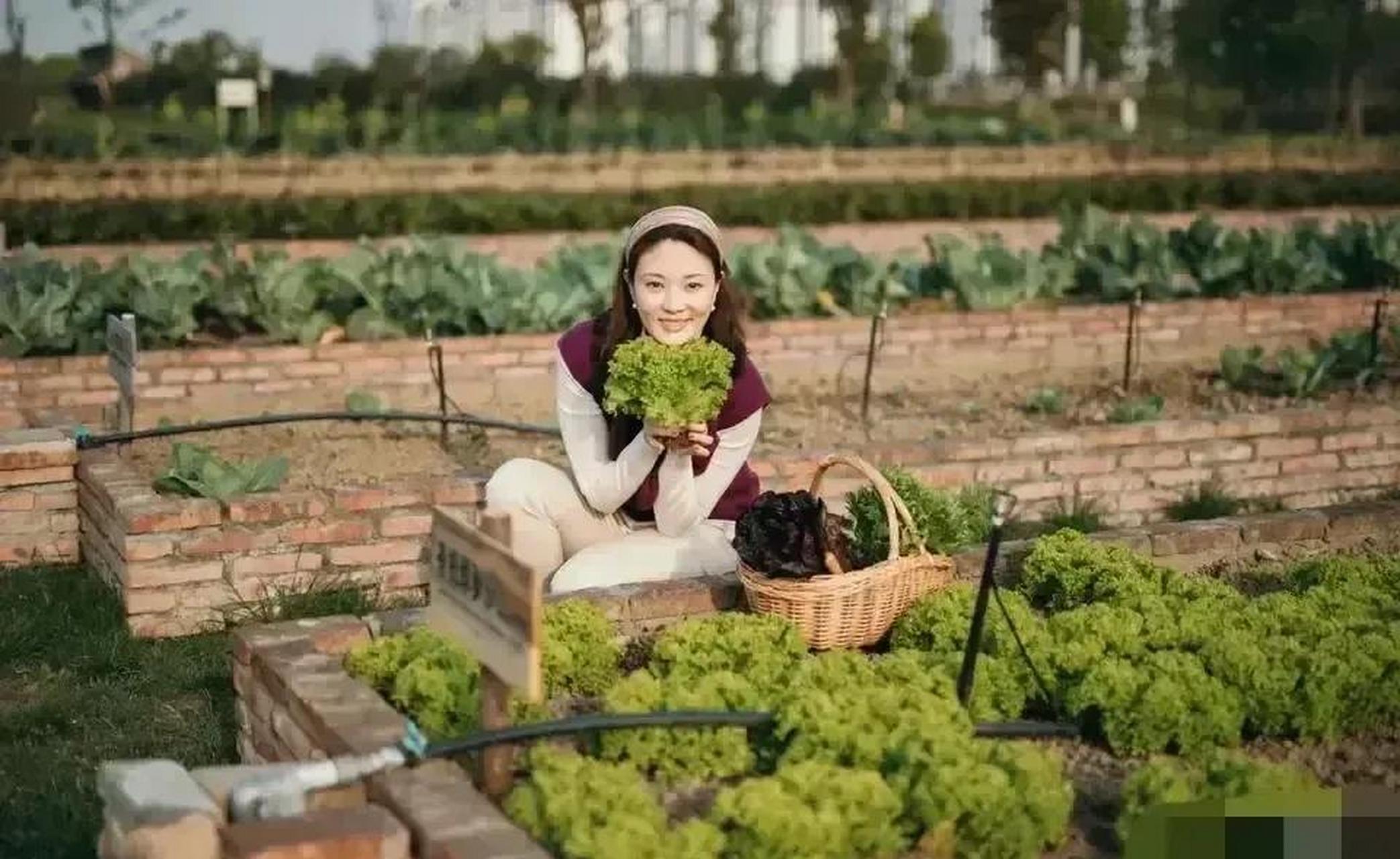 百家号星火计划 最美央视主持人退出一线,回归田园种菜,刘芳菲穿着